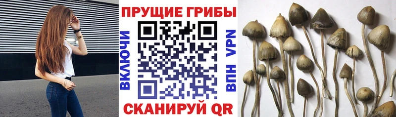 Псилоцибиновые грибы ЛСД наркошоп блэк спрут маркетплейс Скопин